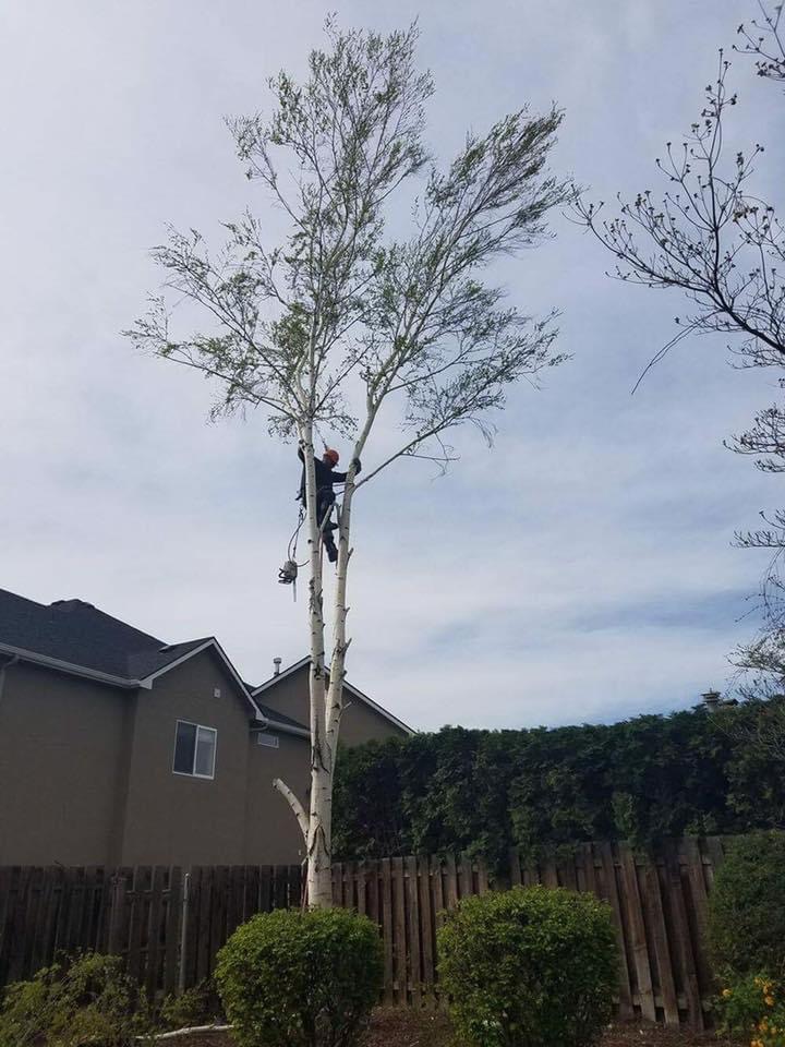 Tree Rigging Skyline Elite Tree Service